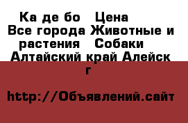 Ка де бо › Цена ­ 25 - Все города Животные и растения » Собаки   . Алтайский край,Алейск г.